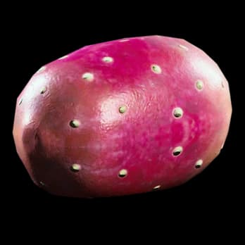 Prickly Pear